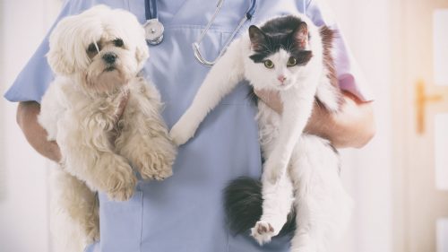 Assurance-santé chien chat